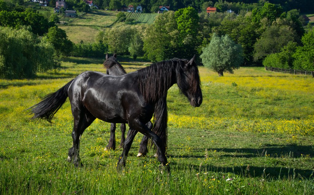 frizijski konj