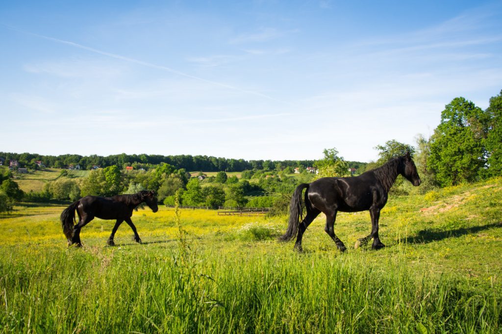 frizijski konji na polju